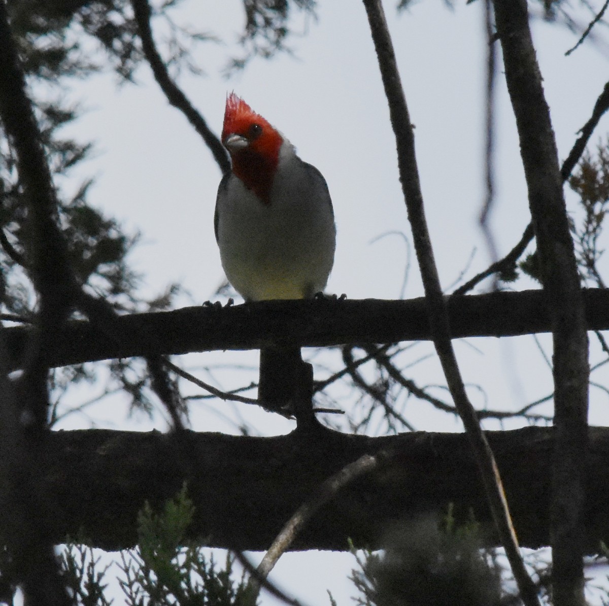 Red-crested Cardinal - ML145999421