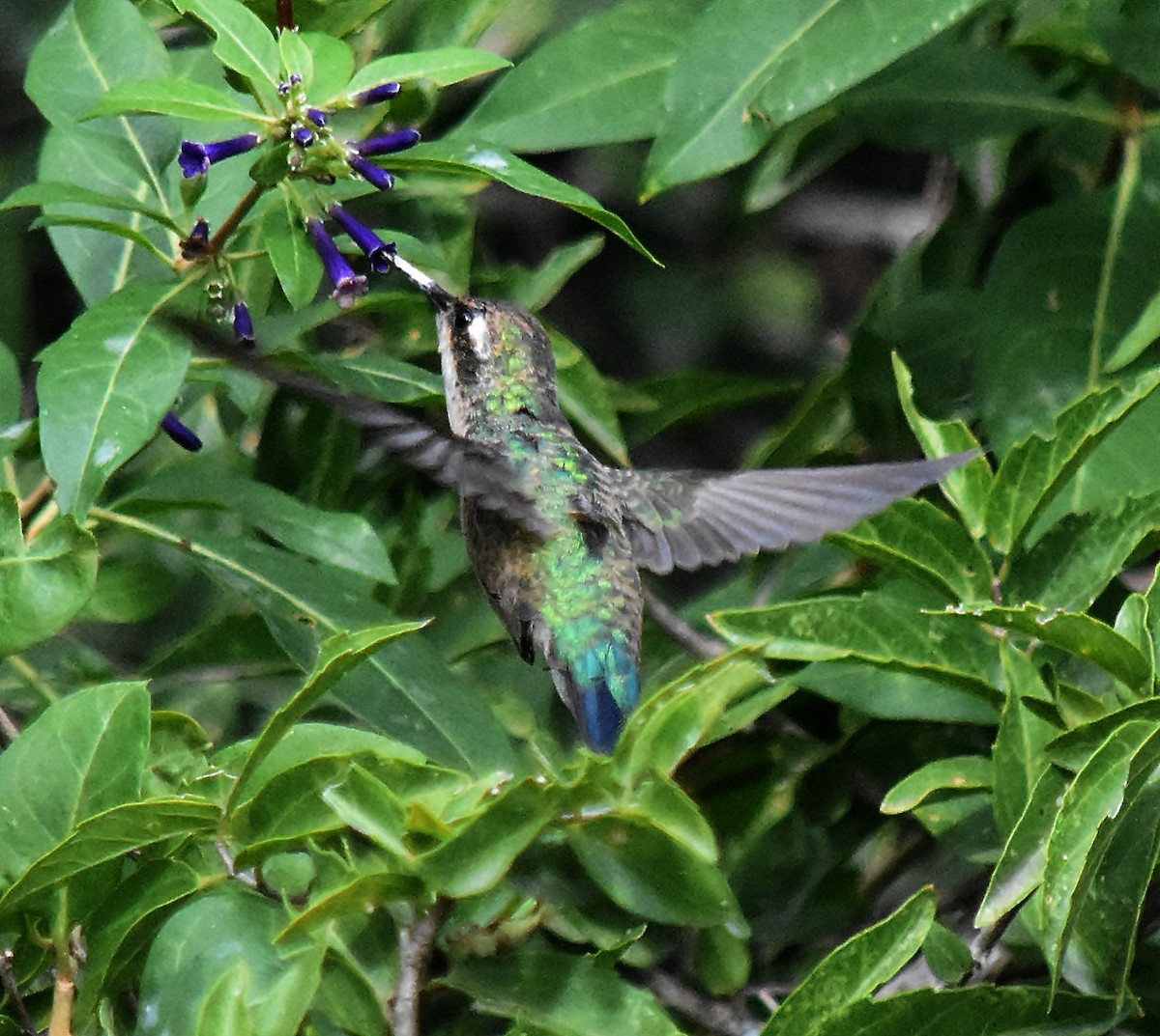 Glittering-bellied Emerald - andres ebel