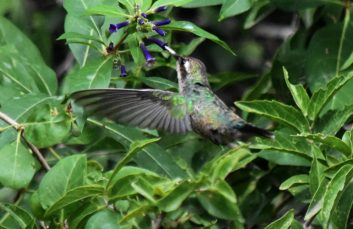 Glittering-bellied Emerald - ML146000941