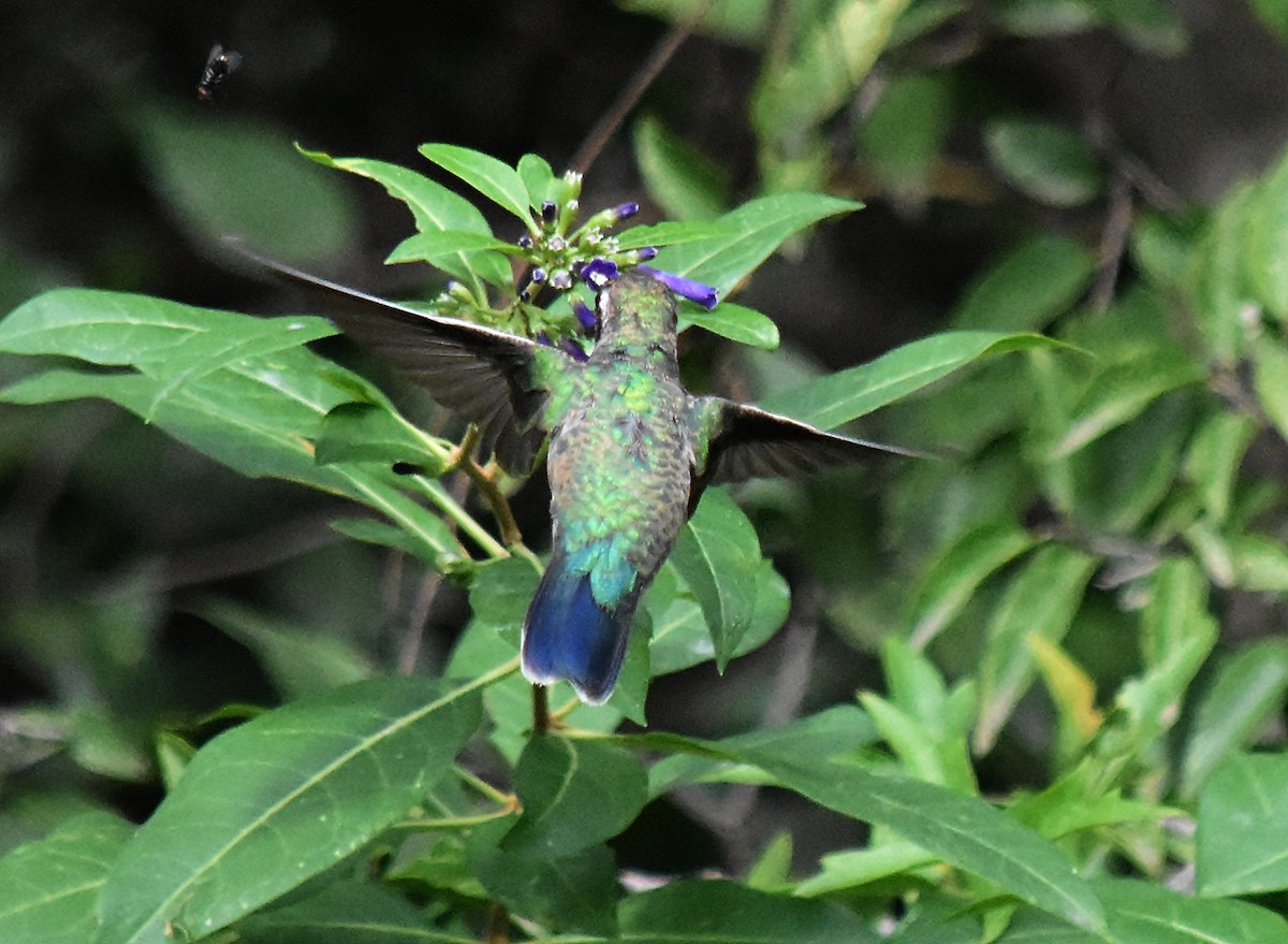 Glittering-bellied Emerald - ML146000951