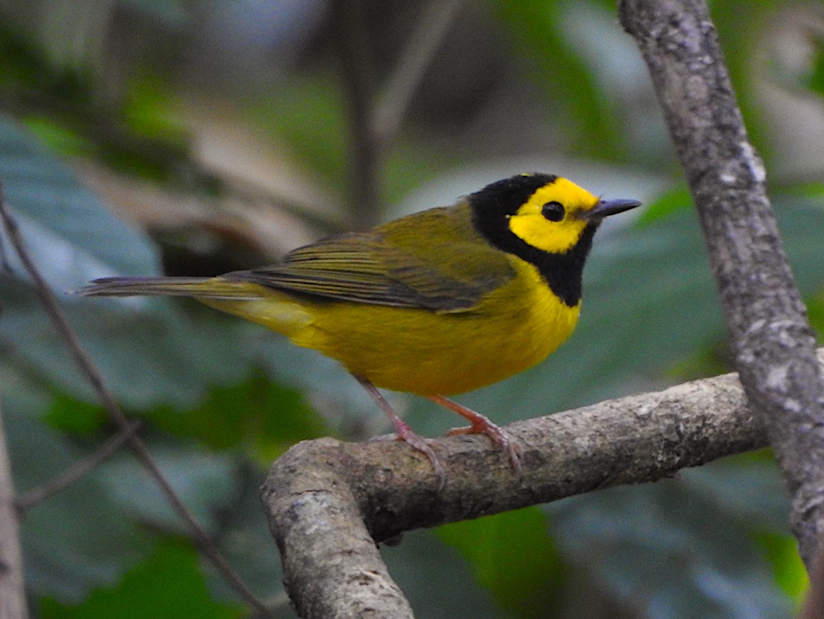 Hooded Warbler - Ad Konings