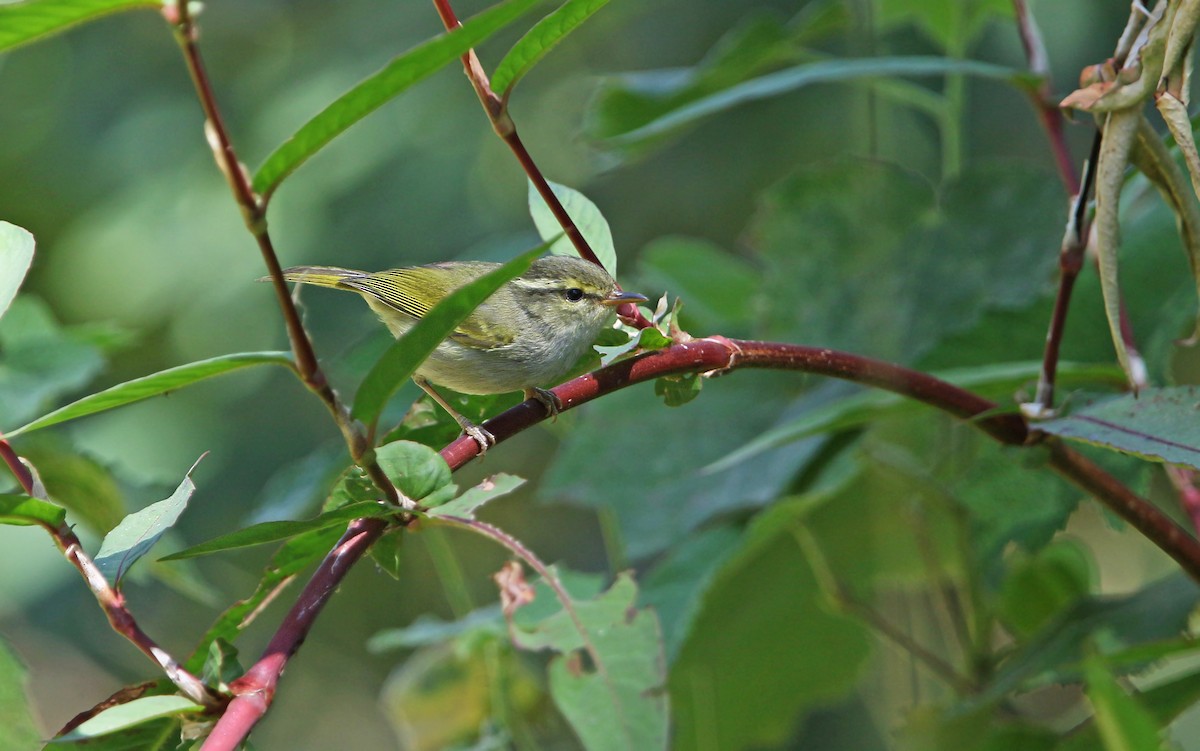 Blyth's Leaf Warbler - Christoph Moning