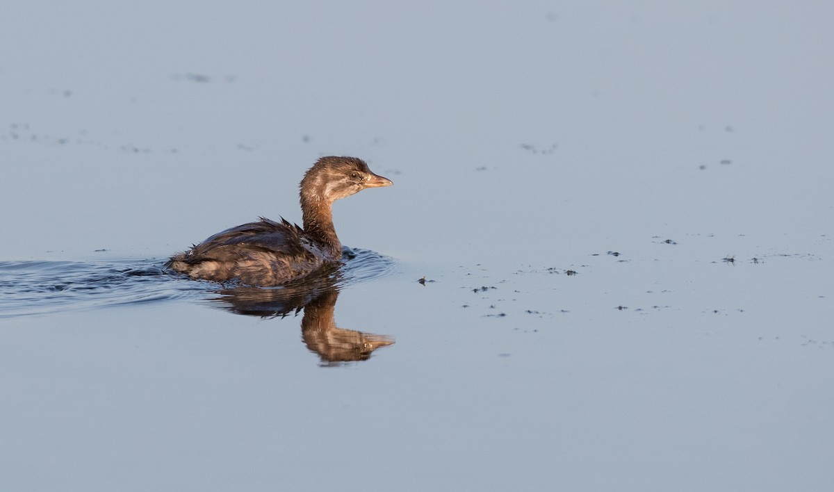 Pied-billed Grebe - Ian Davies