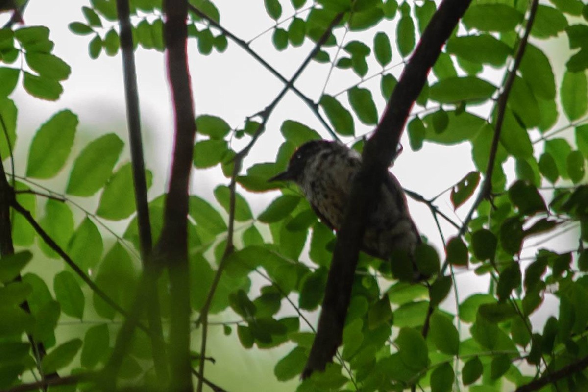White-barred Piculet - ML146003681