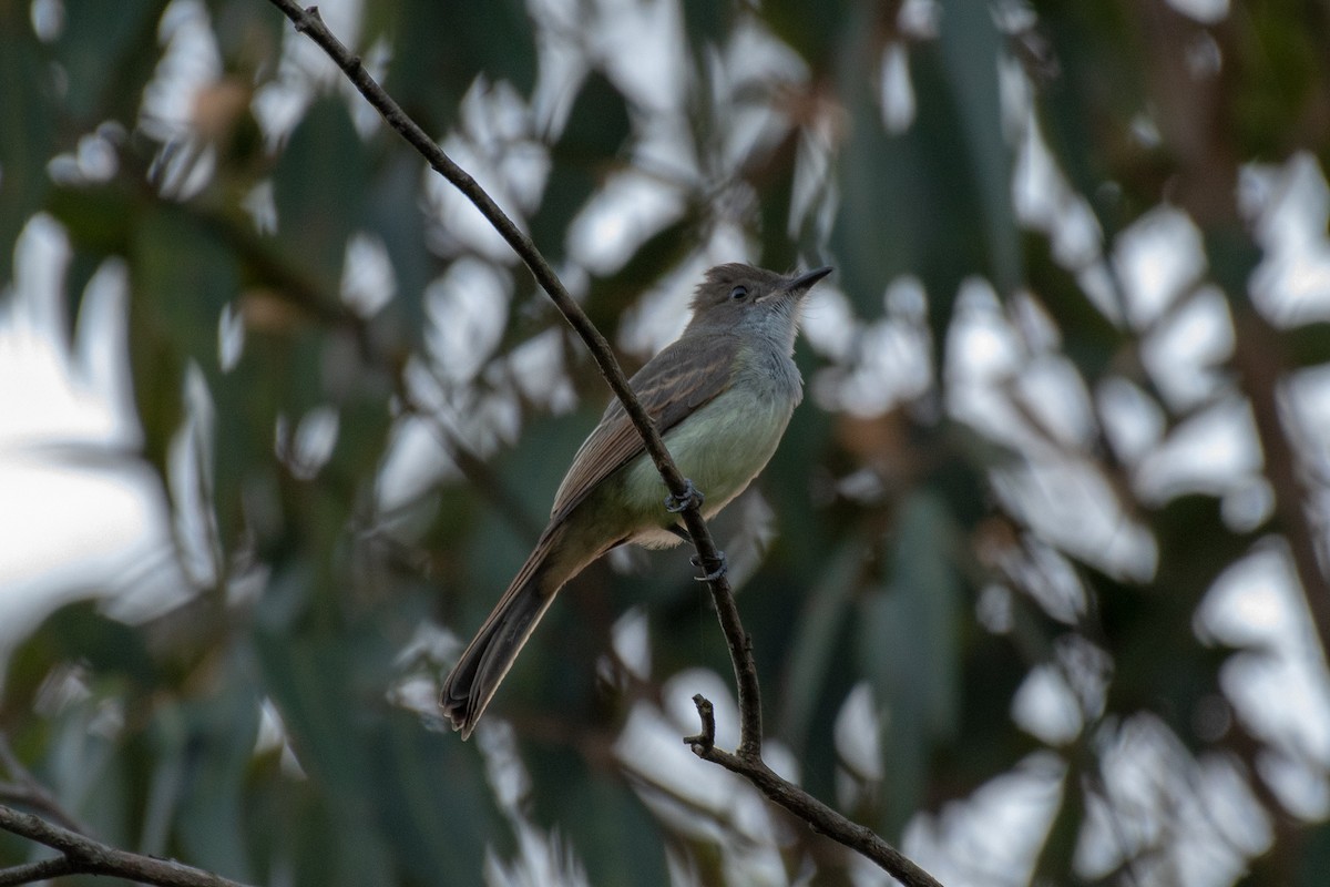 Swainson's Flycatcher - ML146004261