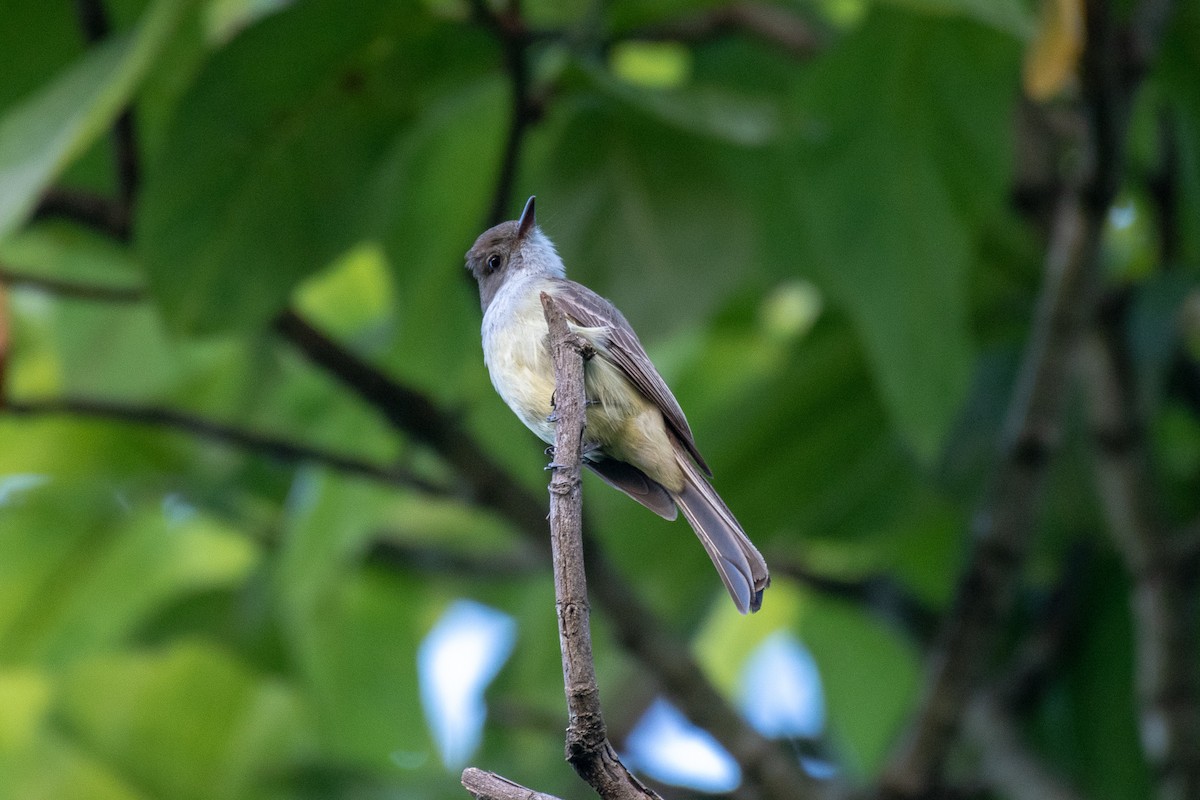 Swainson's Flycatcher - ML146004271