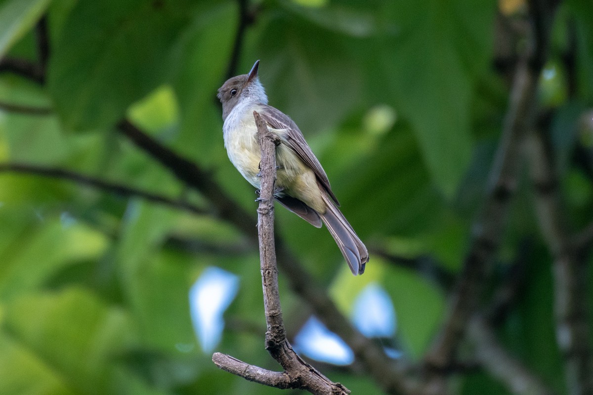 Swainson's Flycatcher - ML146004311