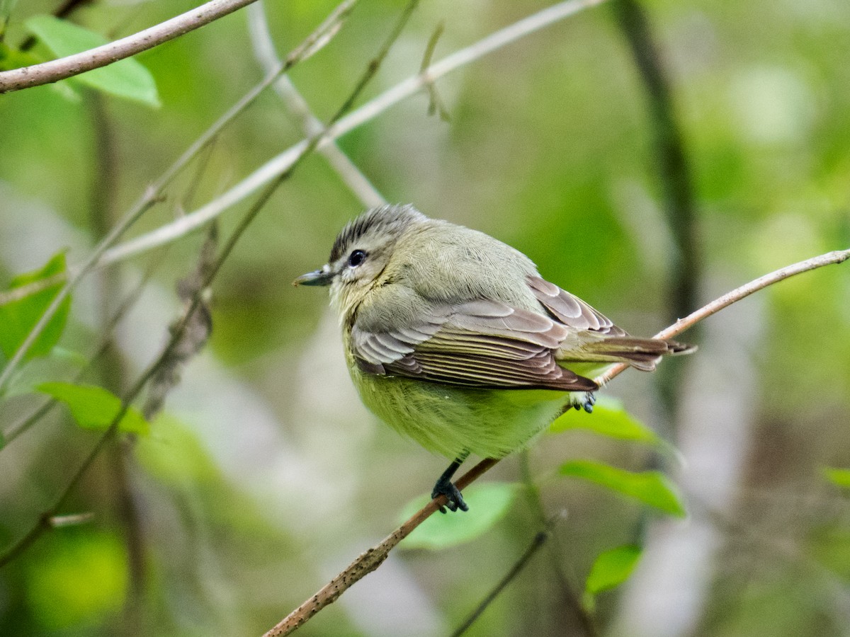 Vireo de Filadelfia - ML146005721