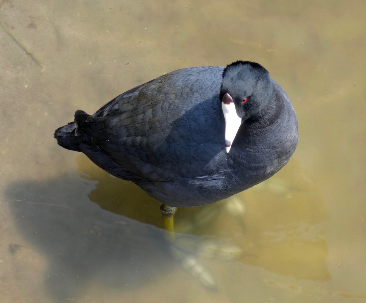 American Coot - Gautam Apte