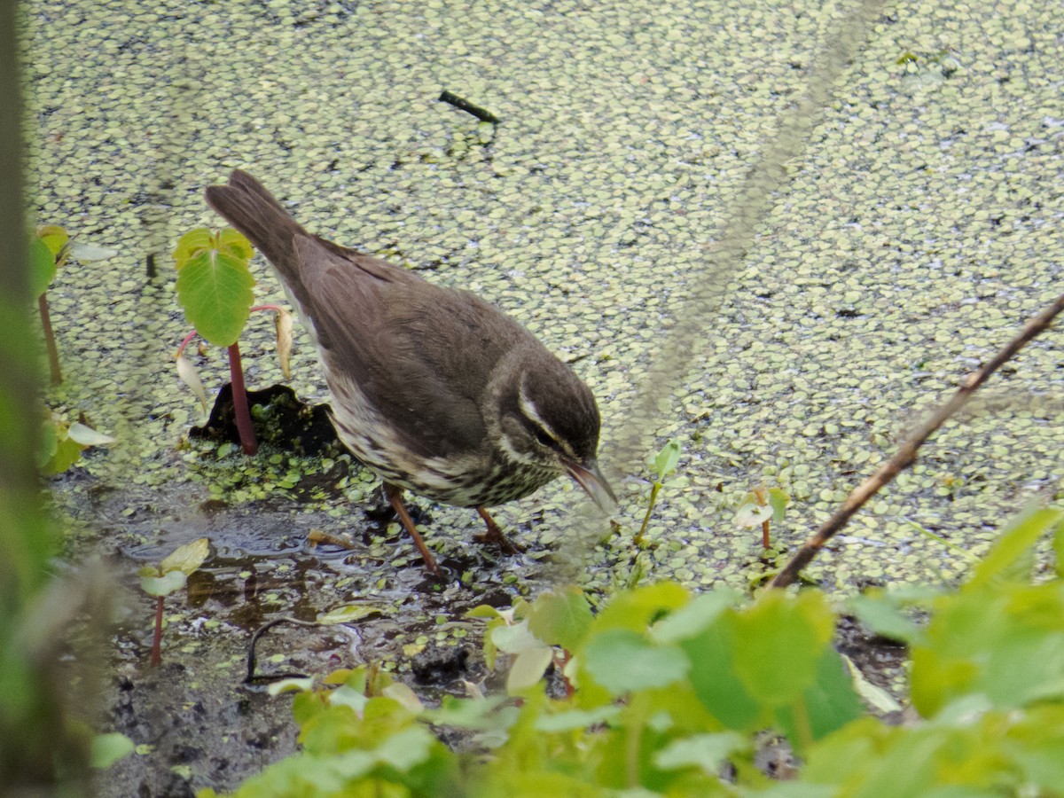 Northern Waterthrush - ML146005891