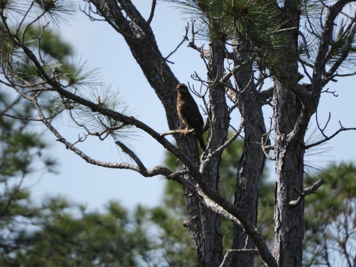 Snail Kite - ML146007631