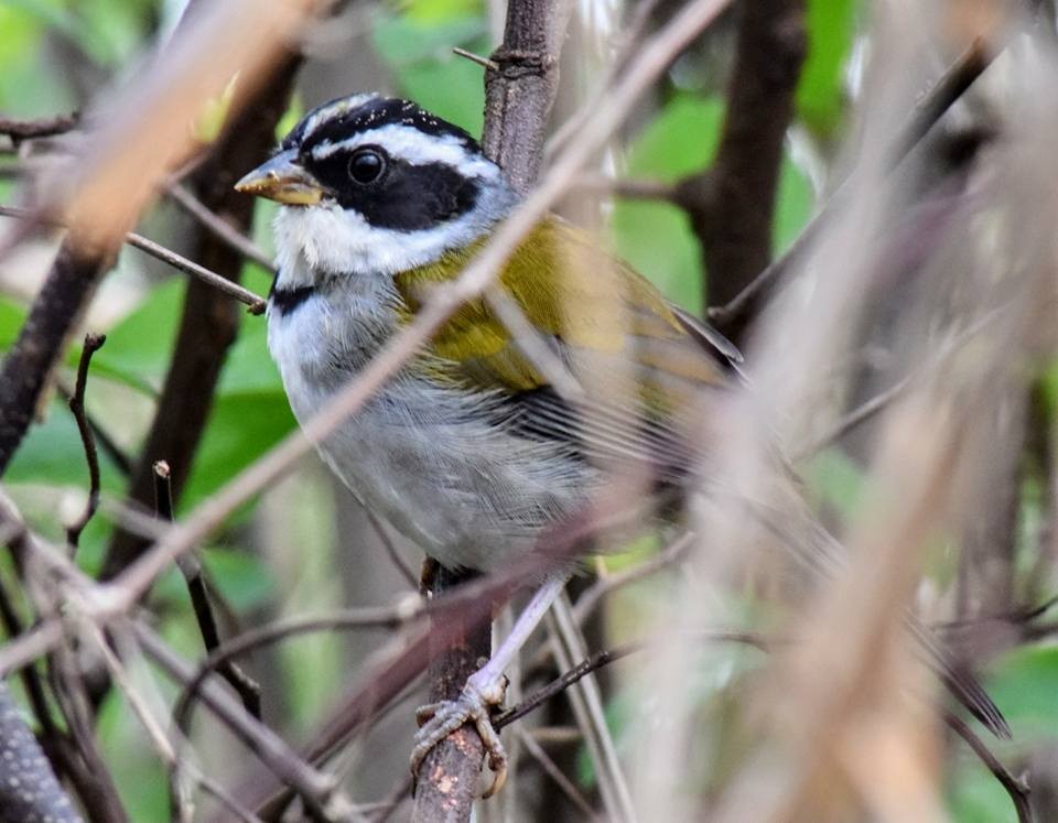 Moss-backed Sparrow - ML146007651