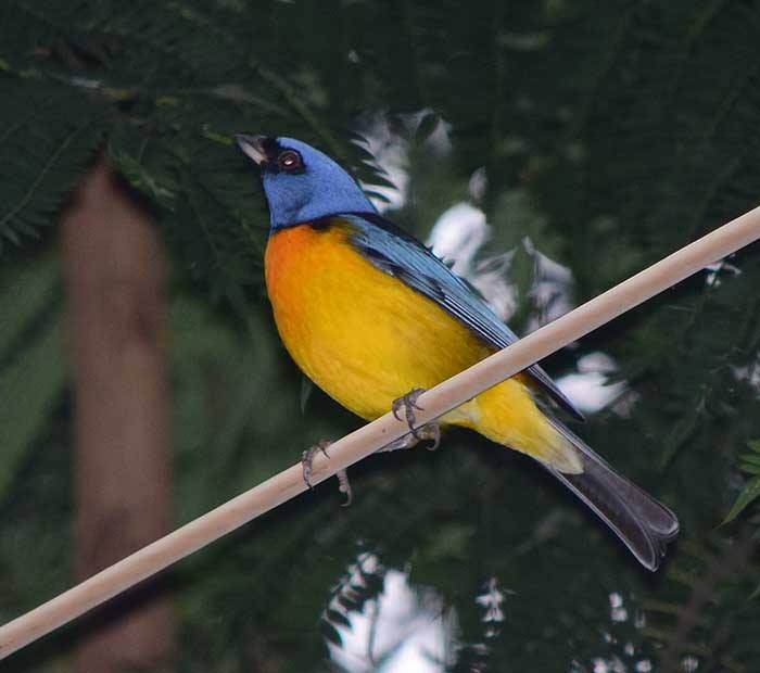 Blue-and-yellow Tanager - ML146007701