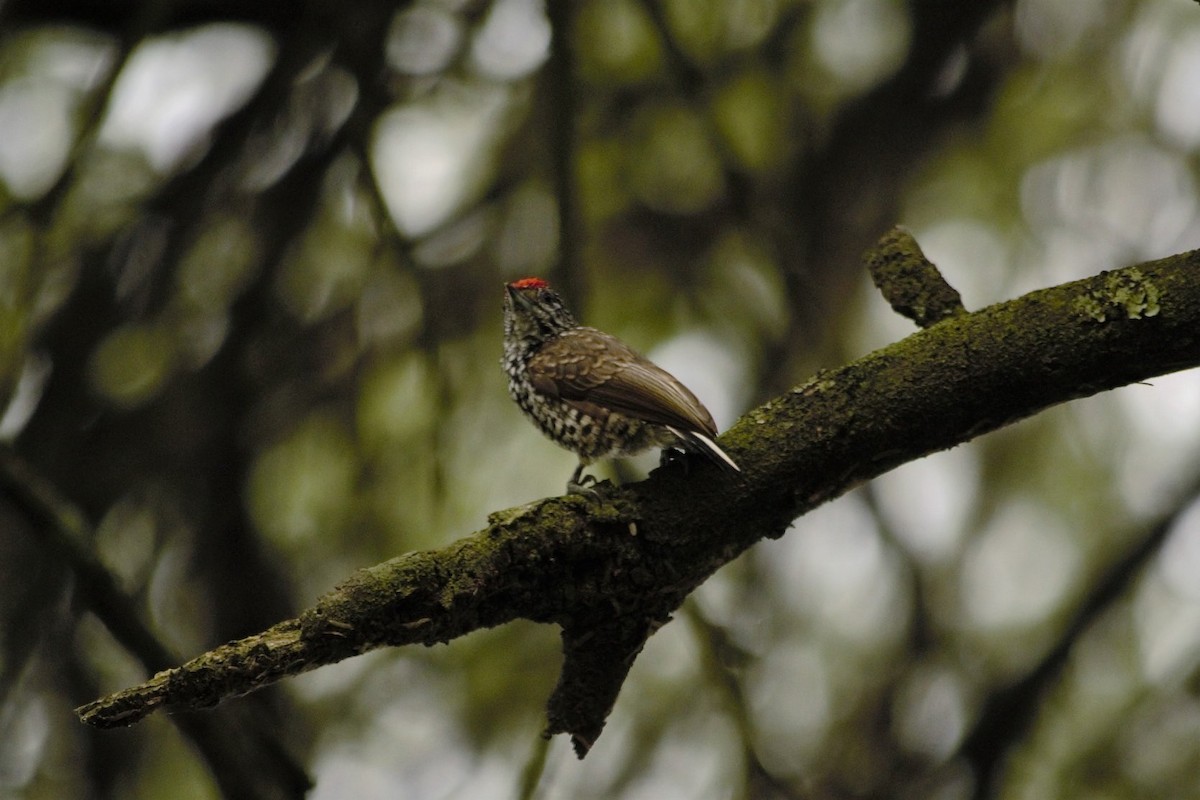 White-barred Piculet - ML146008511