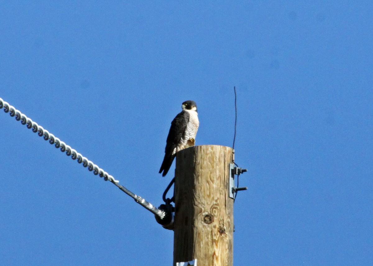 Peregrine Falcon - ML146008611