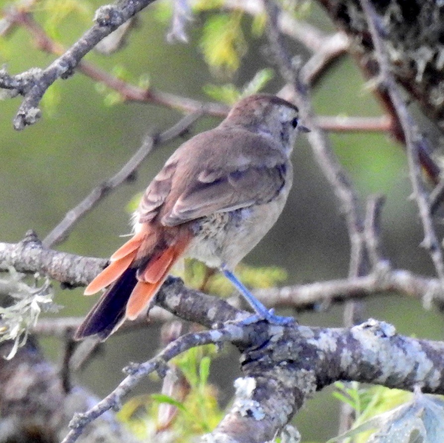 Little Thornbird - Luis Alejandro Duvieilh