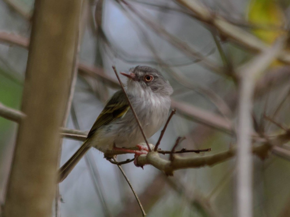 Pearly-vented Tody-Tyrant - ML146012611