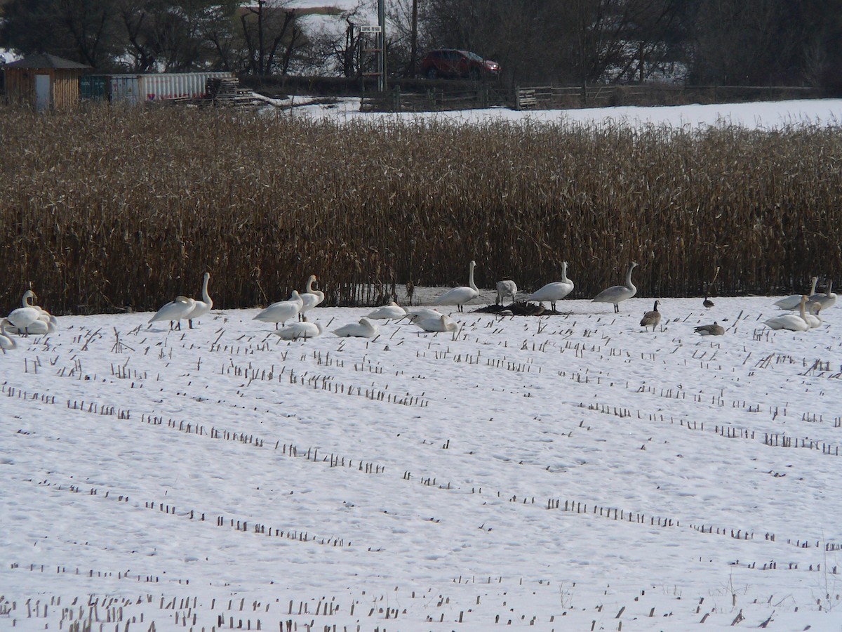 Trumpeter Swan - ML146012811