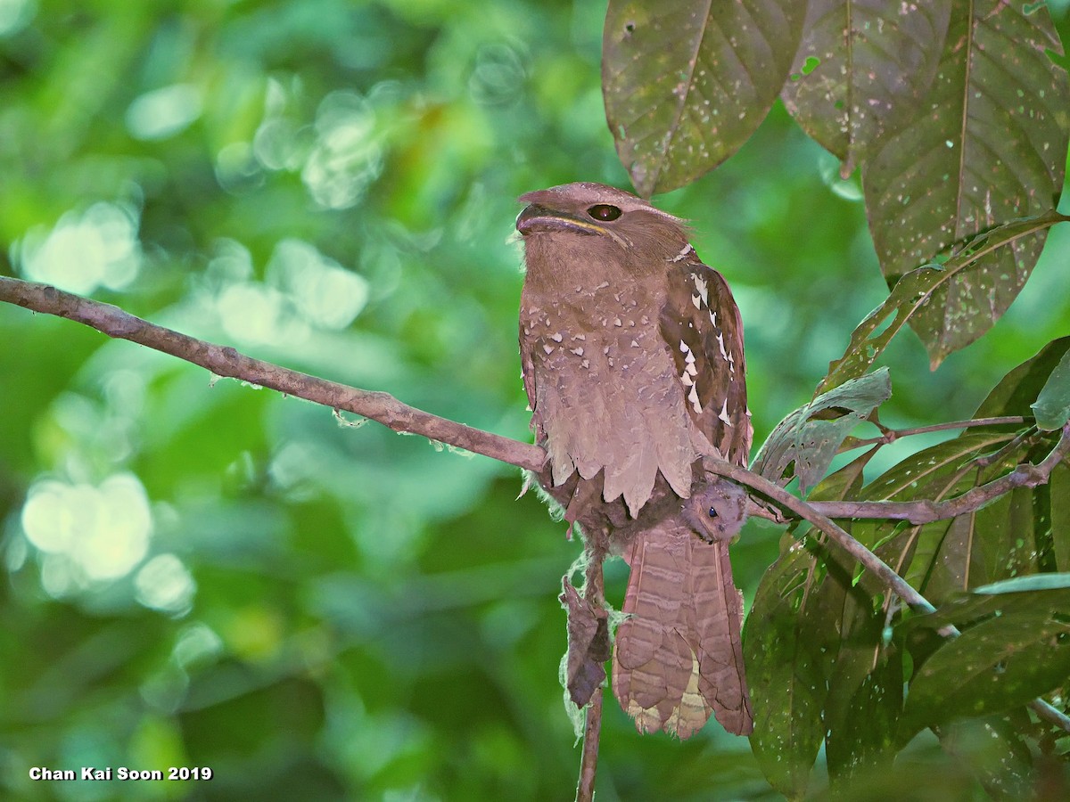 Large Frogmouth - Kai Soon Chan