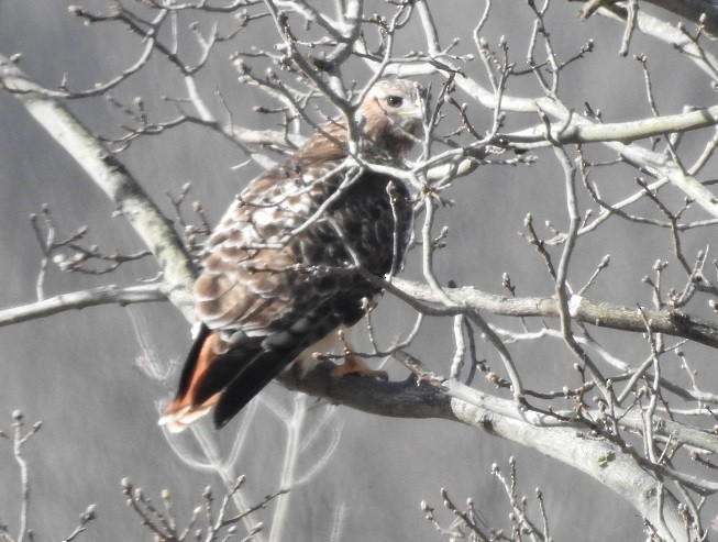 Red-tailed Hawk - ML146014771