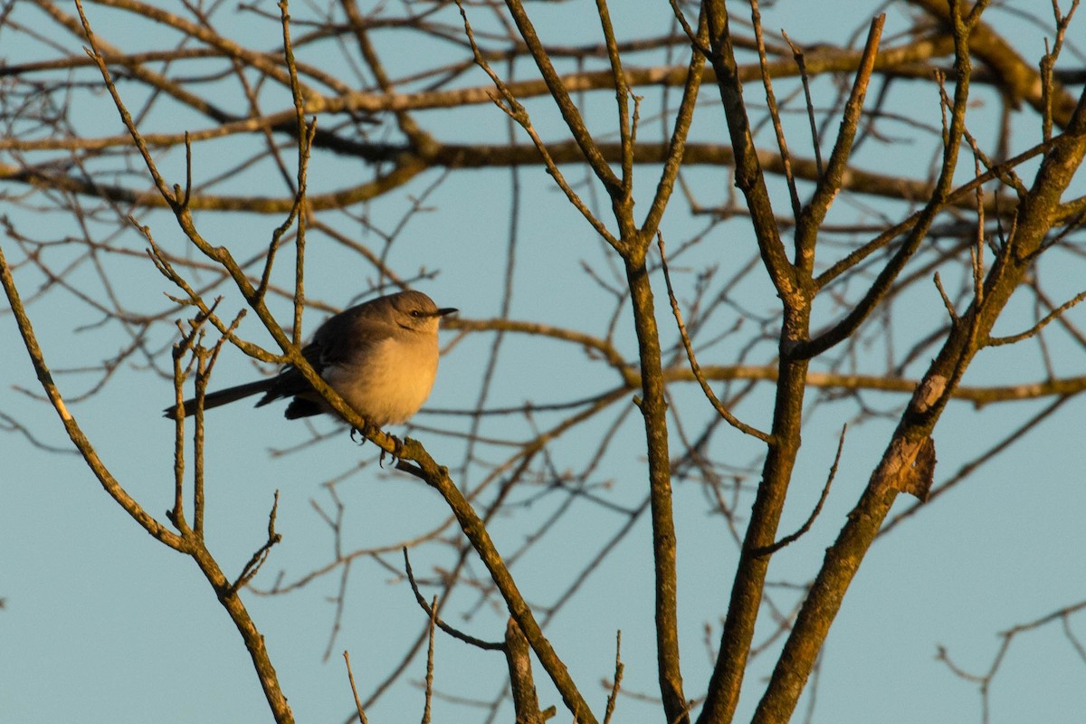 Northern Mockingbird - John Mann