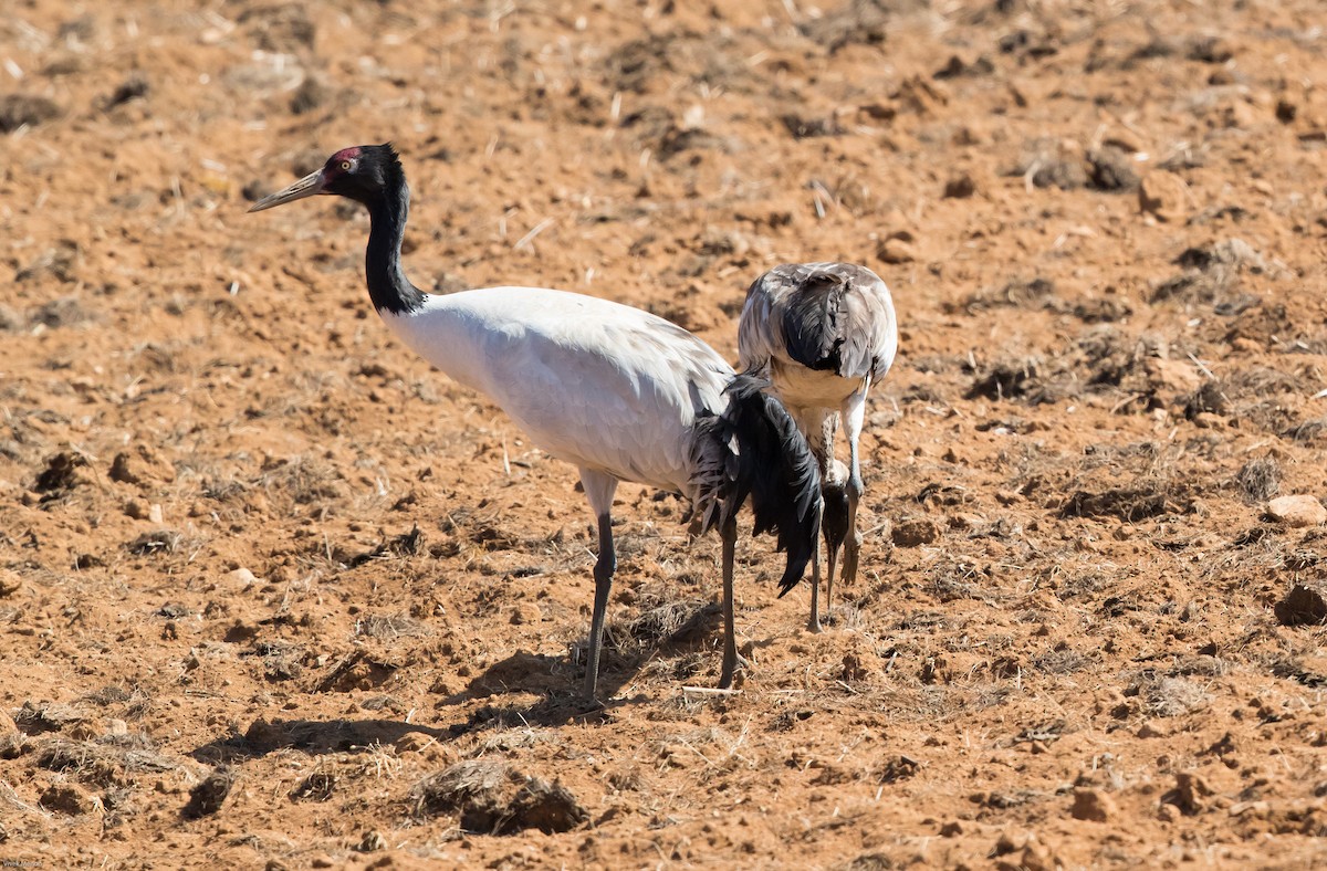Black-necked Crane - Vivek Menon