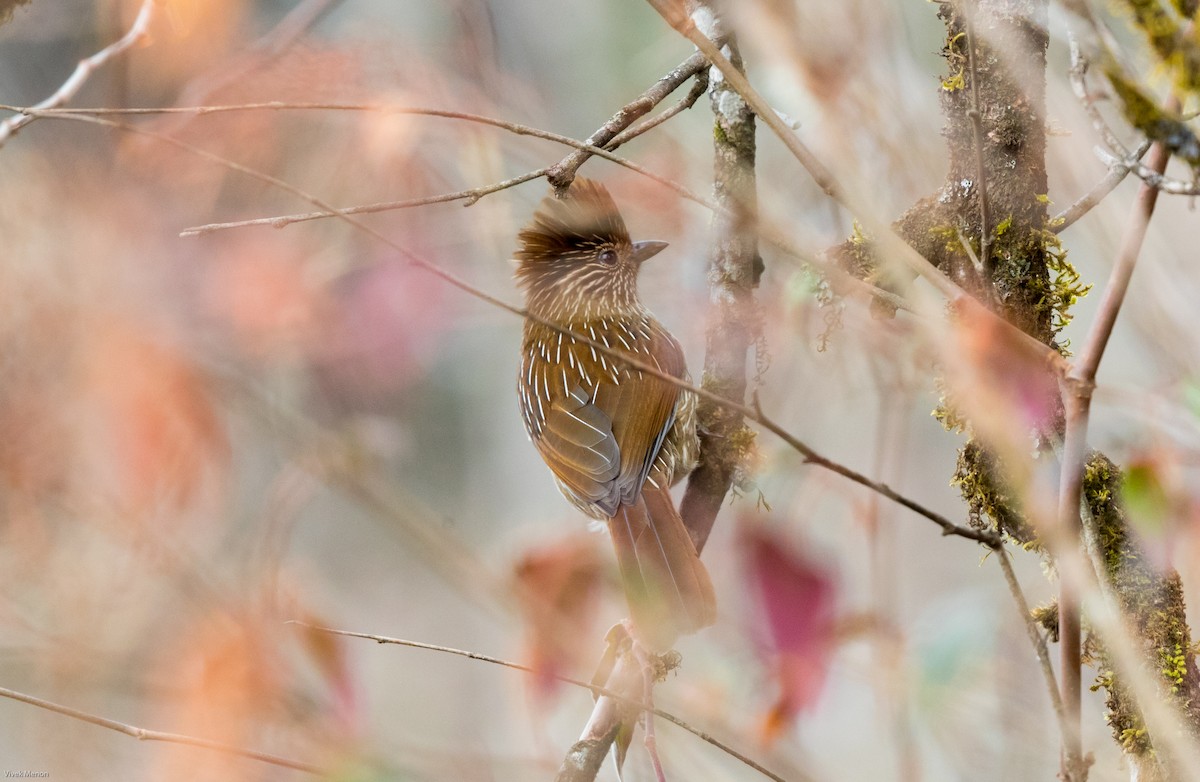 Striated Laughingthrush - ML146017361