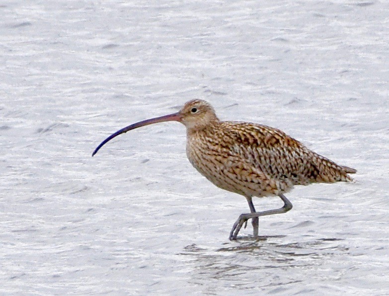 Far Eastern Curlew - ML146018221