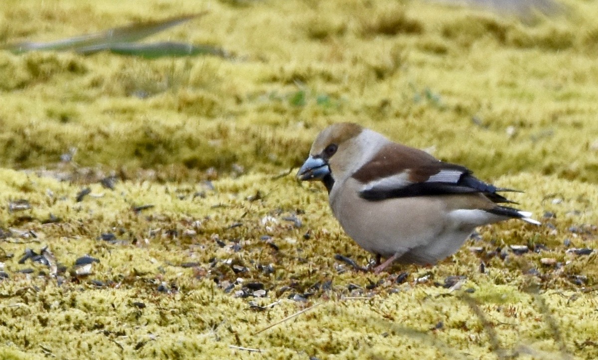 Hawfinch - ML146018251