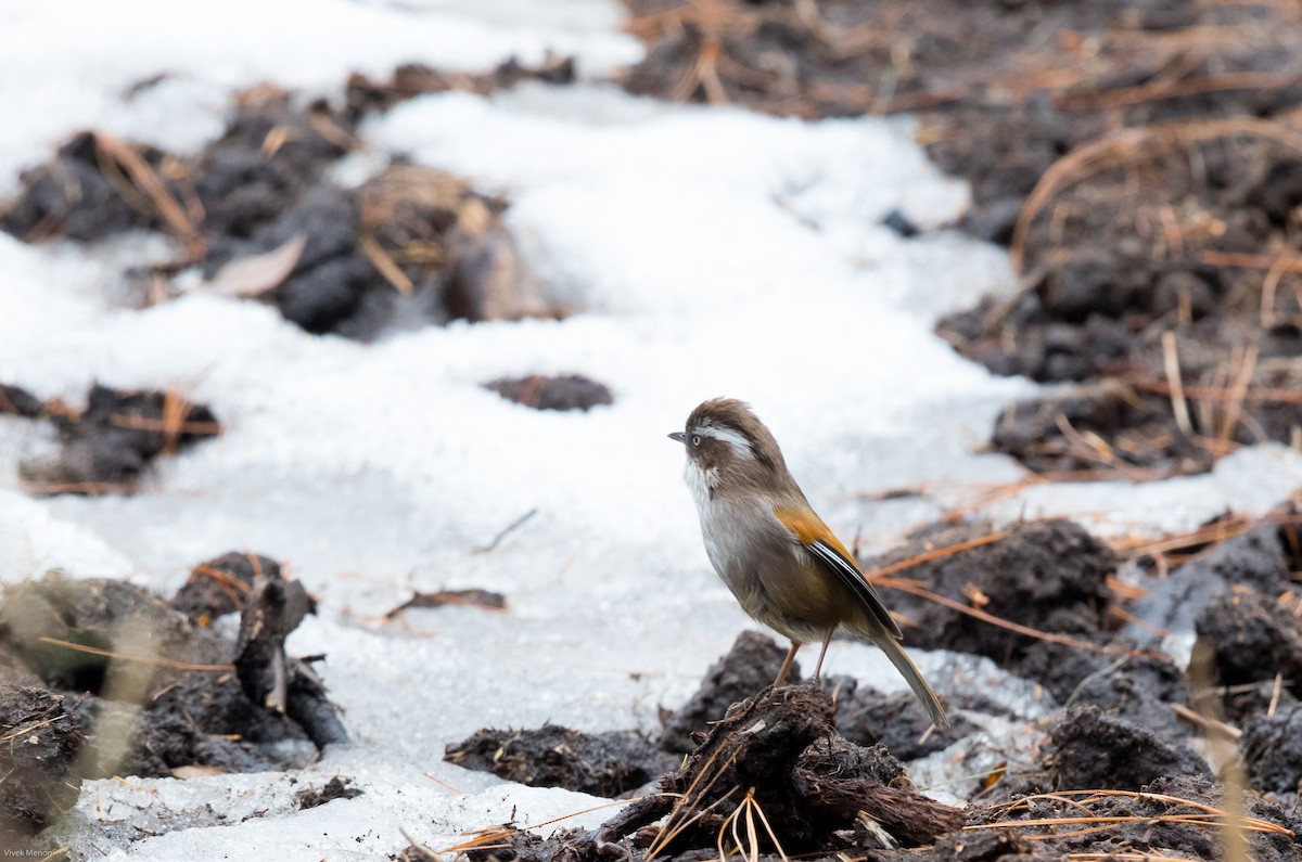 White-browed Fulvetta - ML146018621