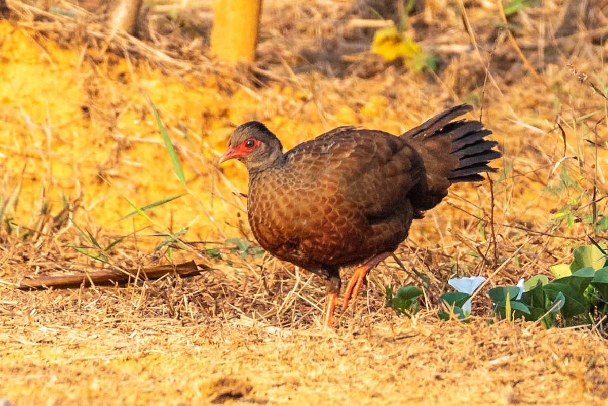 Red Spurfowl - ML146020281