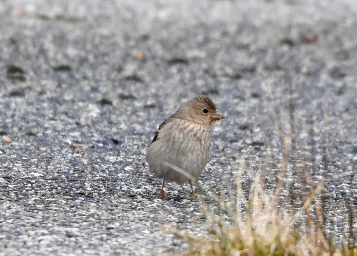 Common Rosefinch - ML146020431