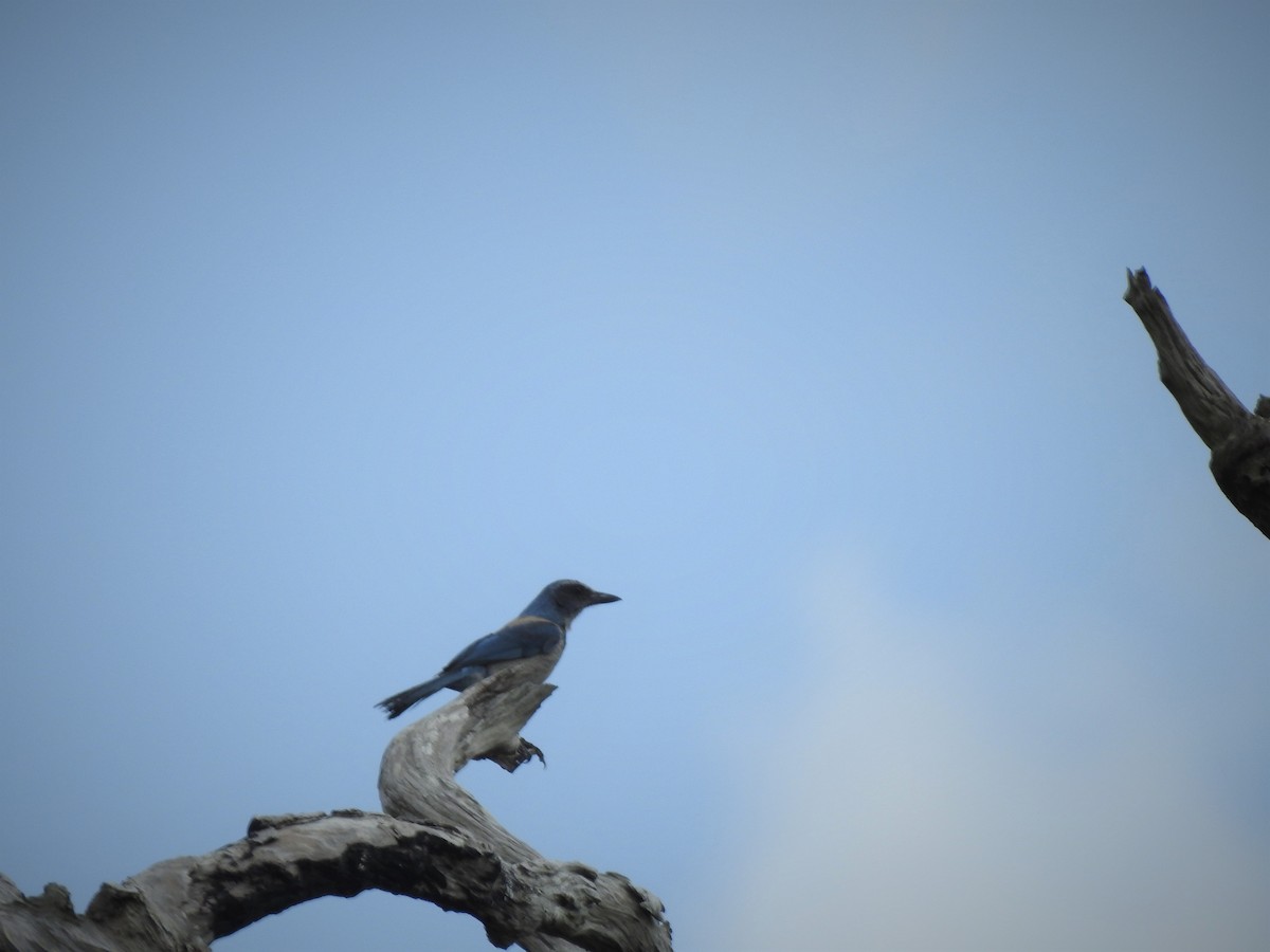 Florida Scrub-Jay - ML146021851