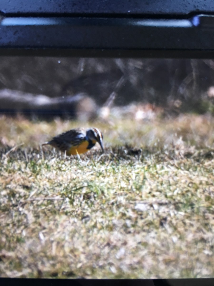 Eastern Meadowlark - ML146025011