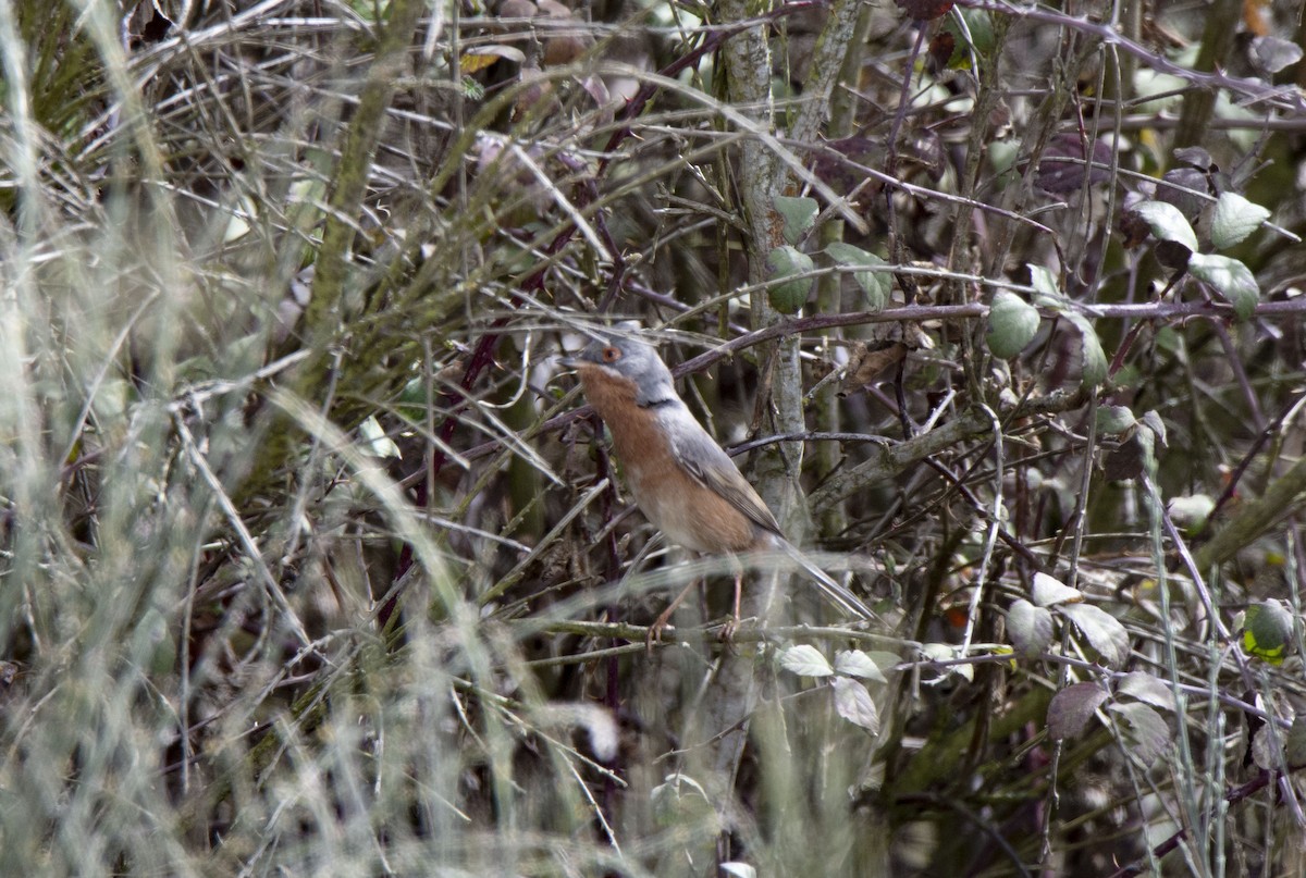 Western Subalpine Warbler - ML146025201