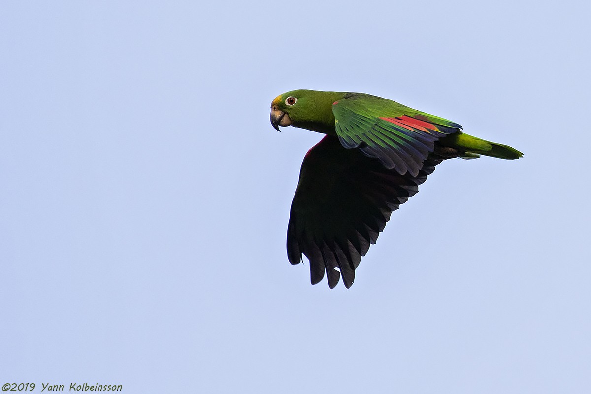 Yellow-crowned Amazon - ML146025931
