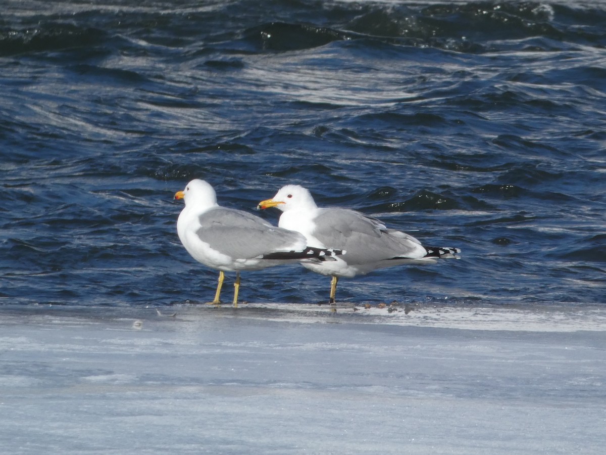 Gaviota Californiana - ML146027311