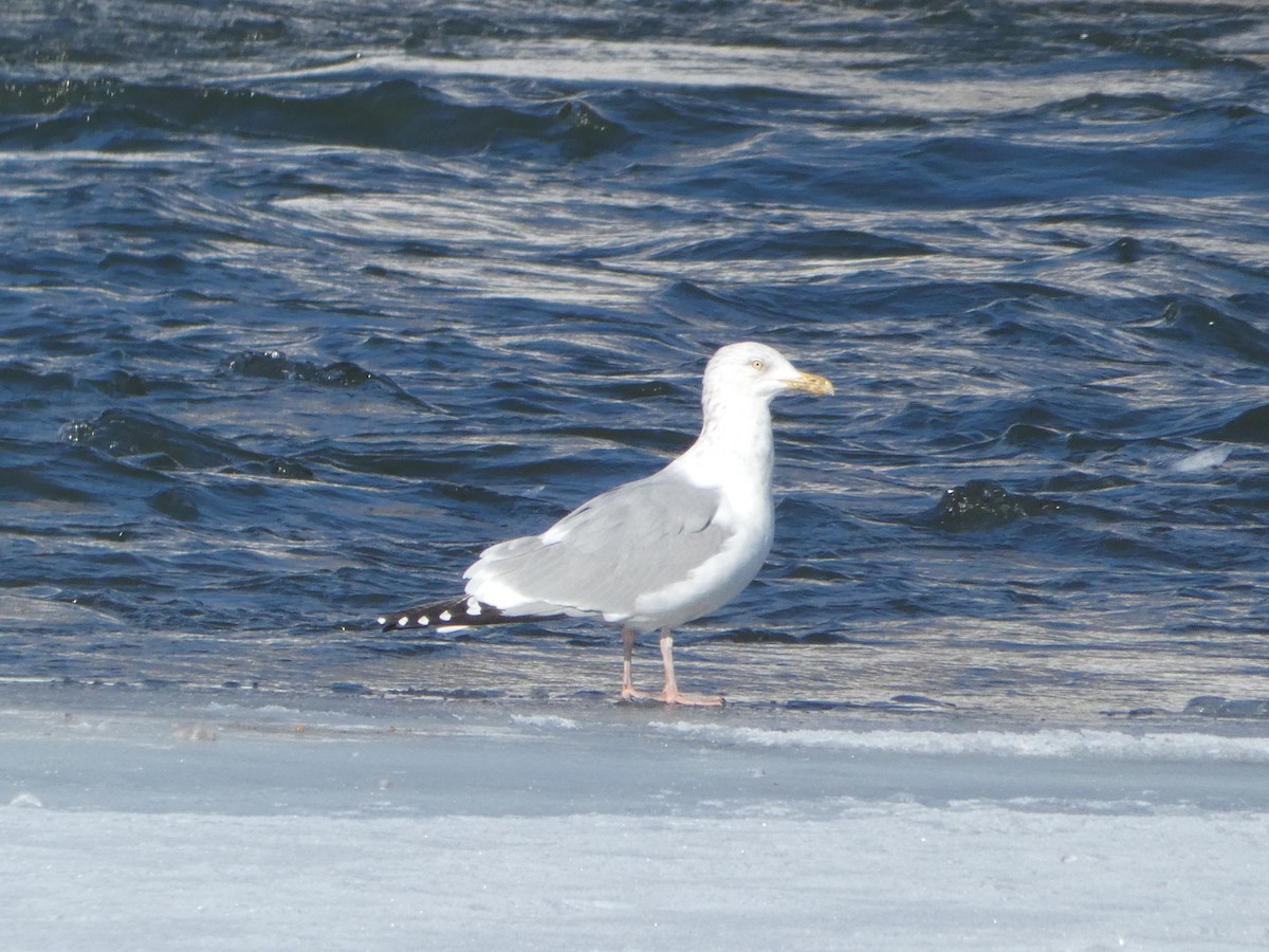 Goéland argenté - ML146027471