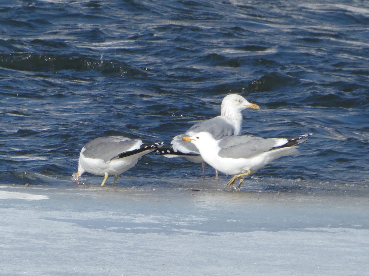 Herring Gull - Cole Wolf