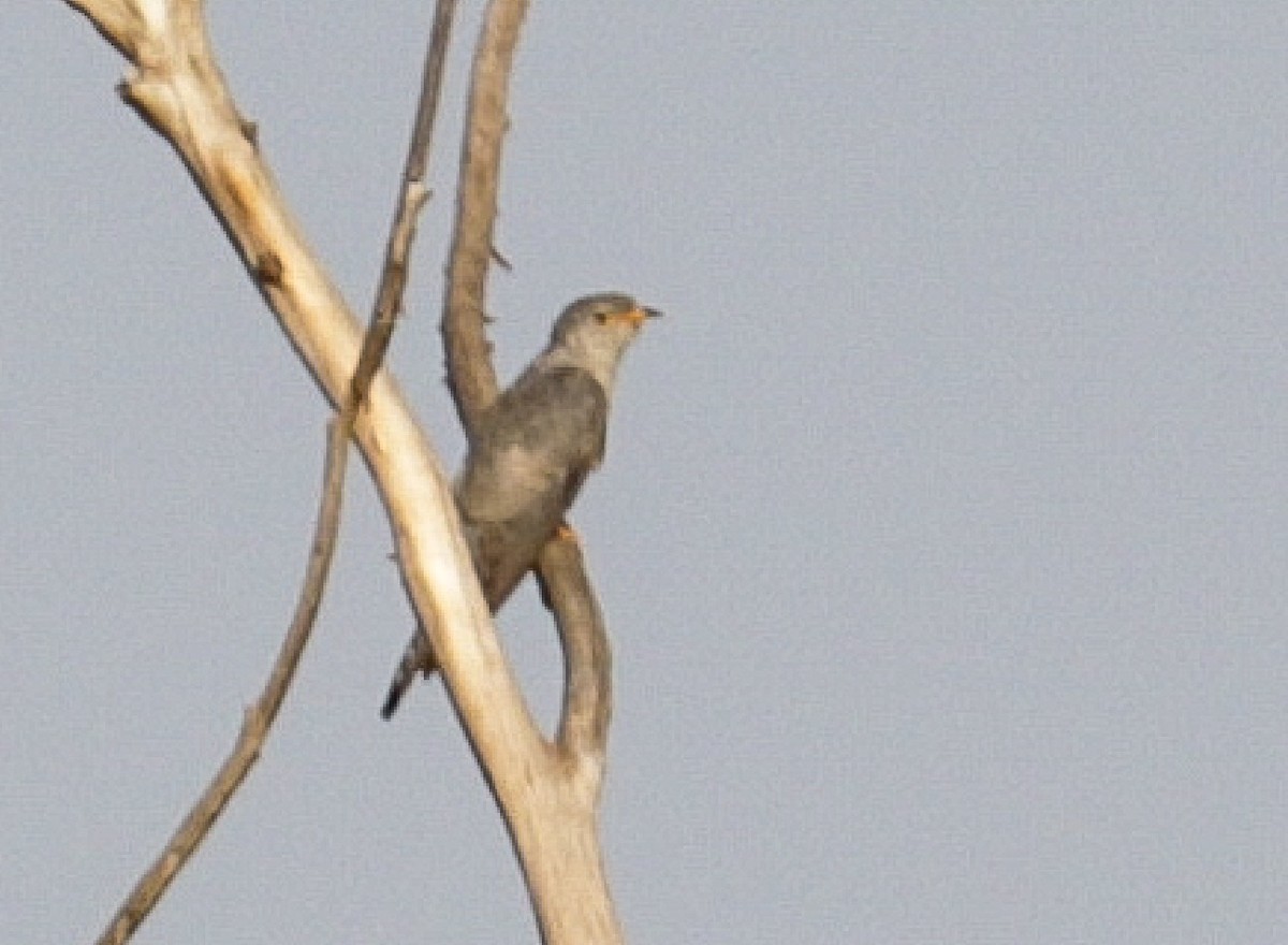 African Cuckoo - ML146027951
