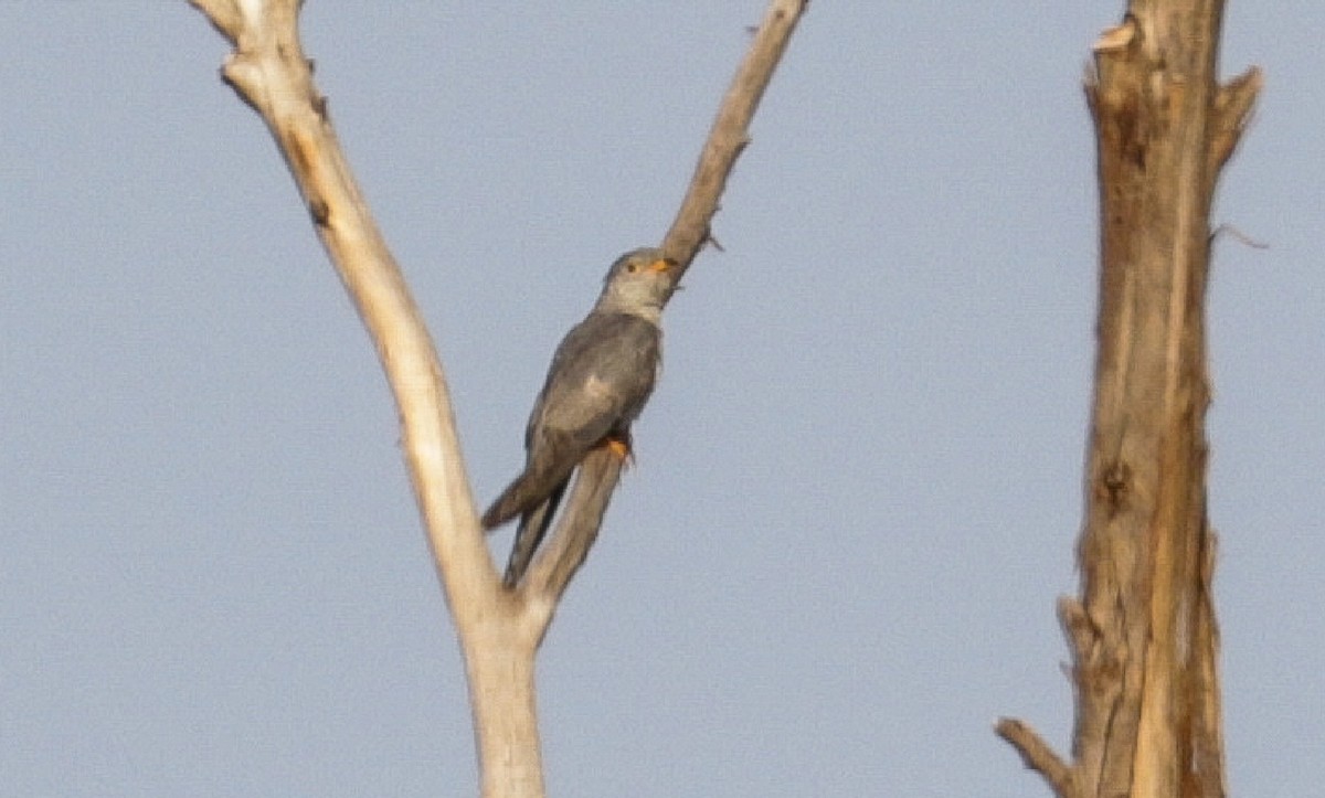 African Cuckoo - ML146027961