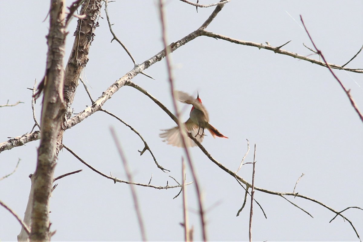 Temminck's Sunbird - Fadzrun A.