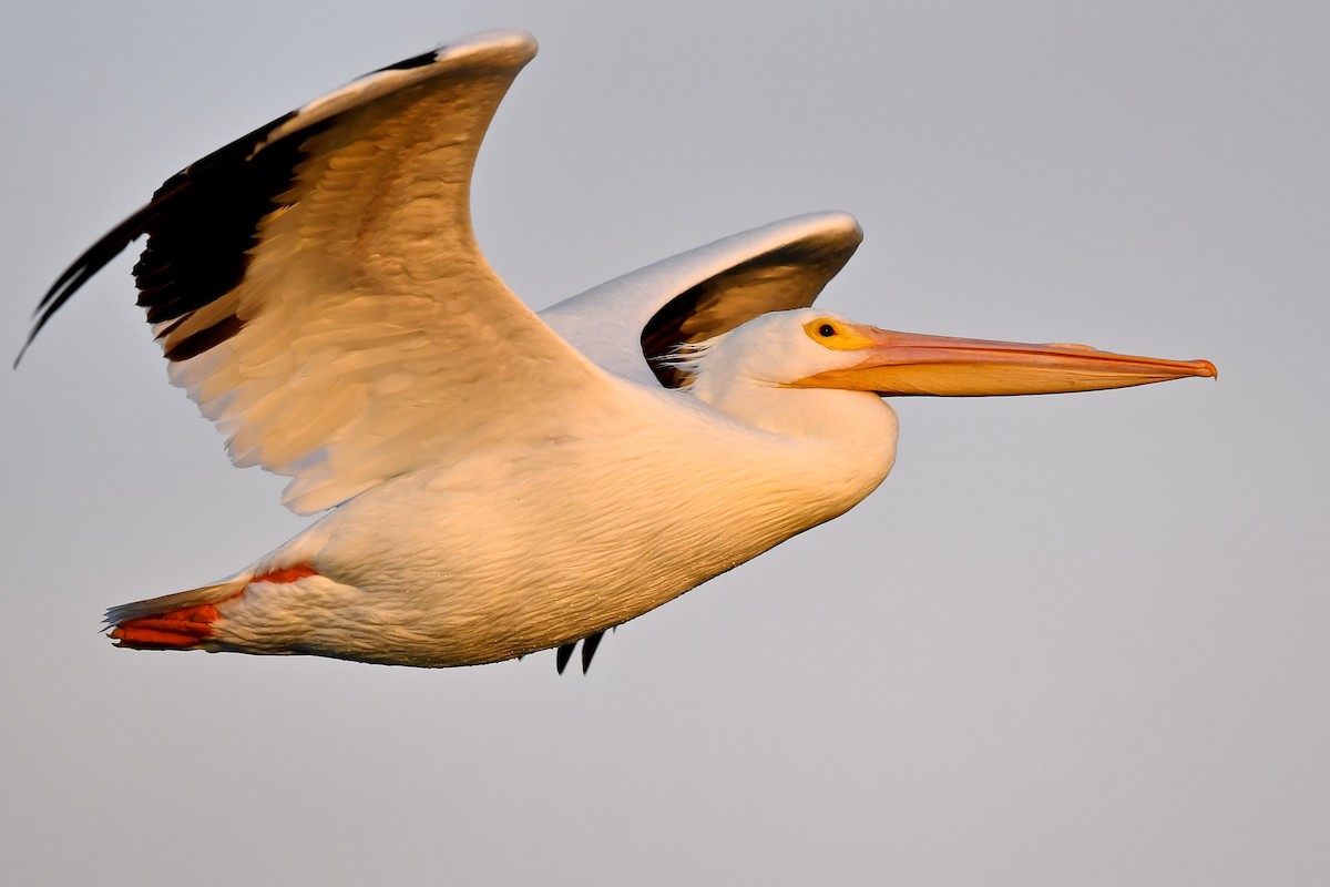 American White Pelican - Gerald Friesen