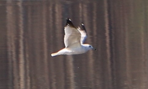 Ring-billed Gull - ML146034291