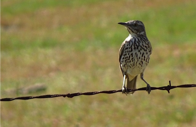 Sage Thrasher - ML146035351