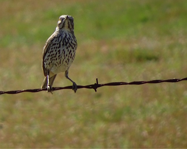 Sage Thrasher - ML146035371