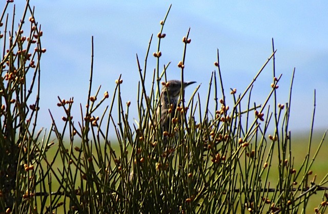 Cuitlacoche de las Artemisas - ML146035381