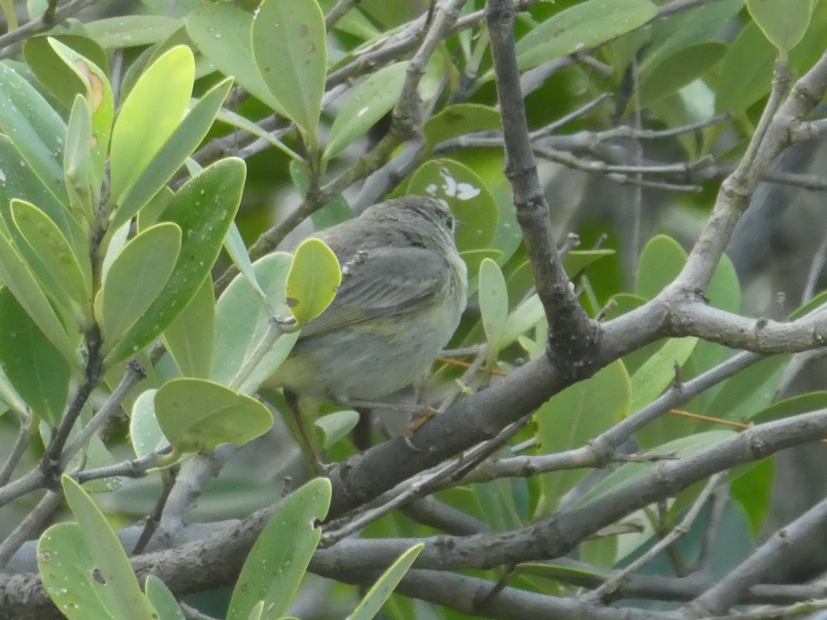 סבכון צהוב - ML146035801