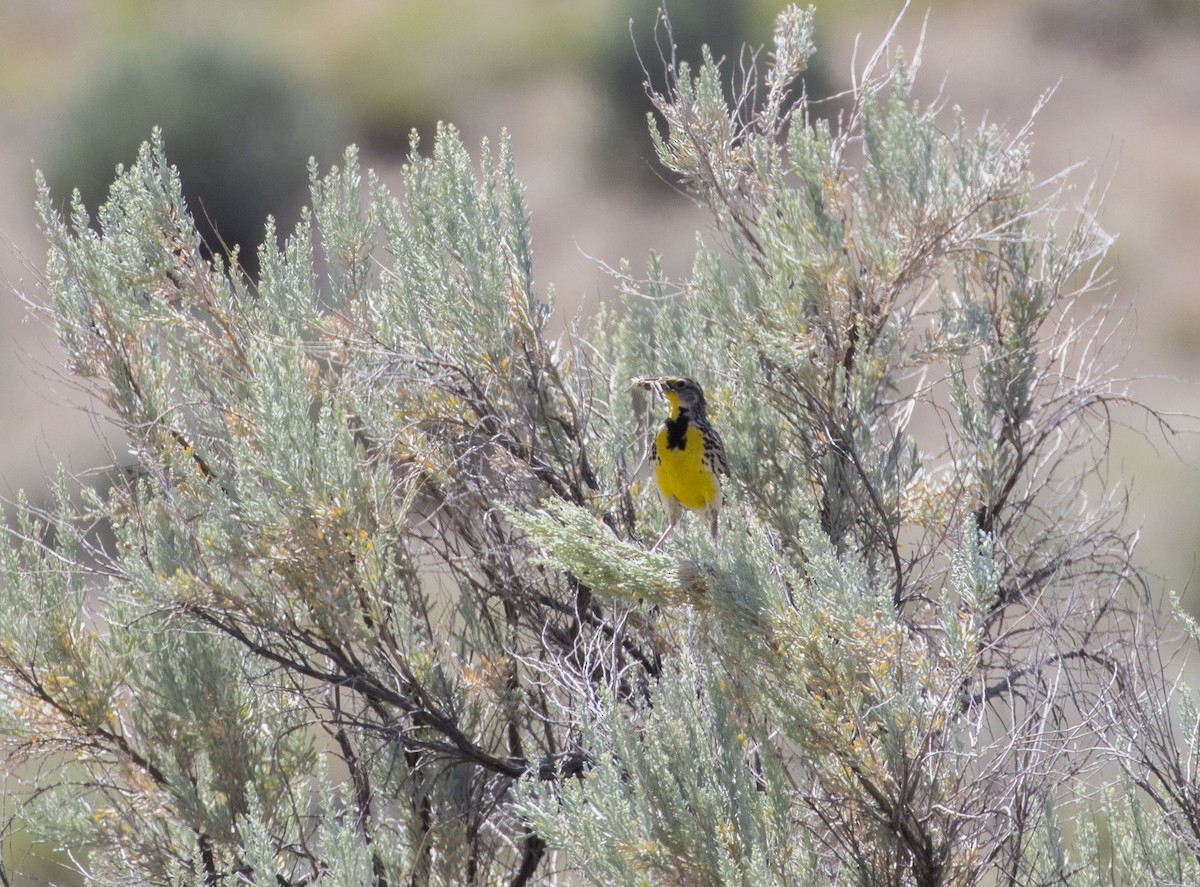 Western Meadowlark - ML146036861