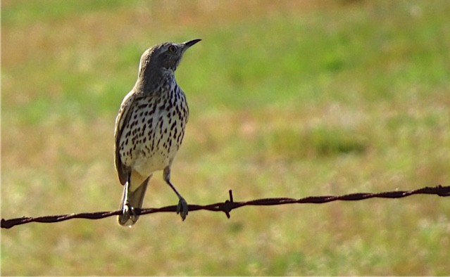 Sage Thrasher - ML146037021